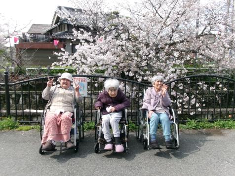 入居者が桜の花見を楽しむ施設の庭園風景。車いす利用者も含まれている。